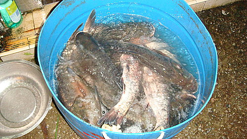 風光正好憶吾家