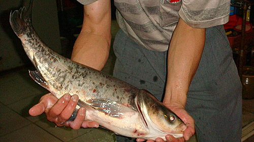 風光正好憶吾家