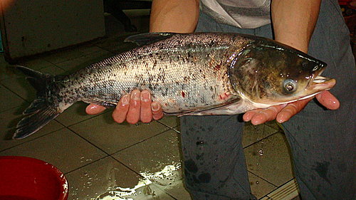 風光正好憶吾家