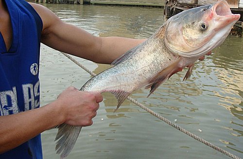 佛歡喜日佛歡喜