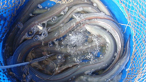 佛歡喜日佛歡喜