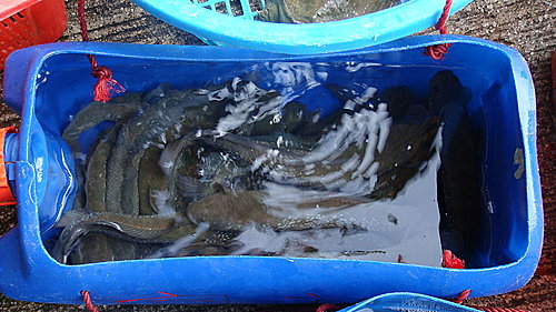 佛歡喜日佛歡喜