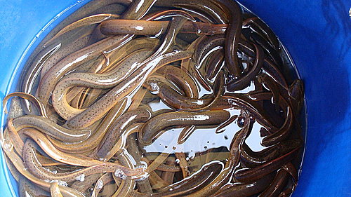 佛歡喜日佛歡喜