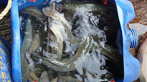 佛歡喜日佛歡喜