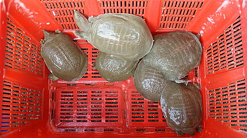 佛歡喜日佛歡喜