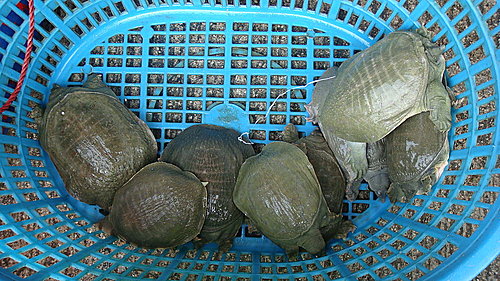 佛歡喜日佛歡喜