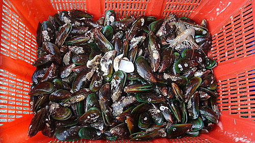 佛歡喜日佛歡喜