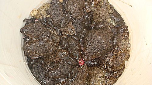 佛歡喜日佛歡喜