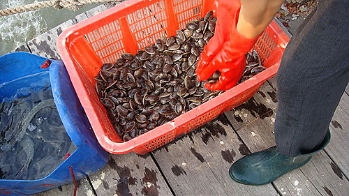 佛歡喜日佛歡喜