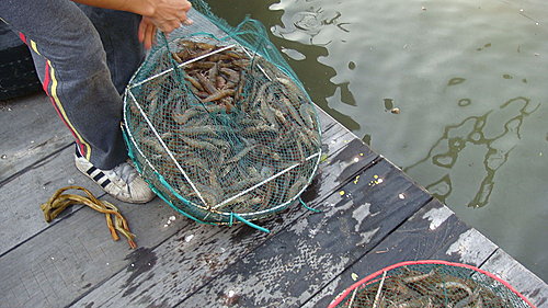 佛歡喜日佛歡喜