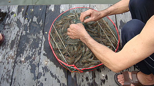 佛歡喜日佛歡喜