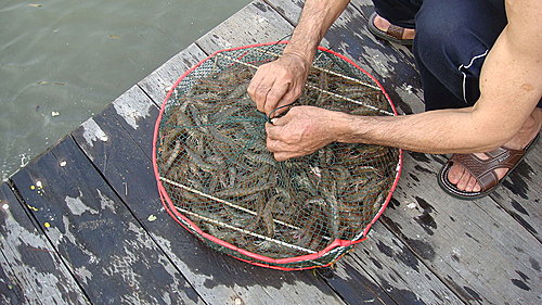 佛歡喜日佛歡喜