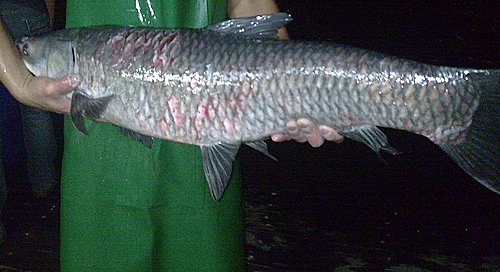 回想做魚的一生