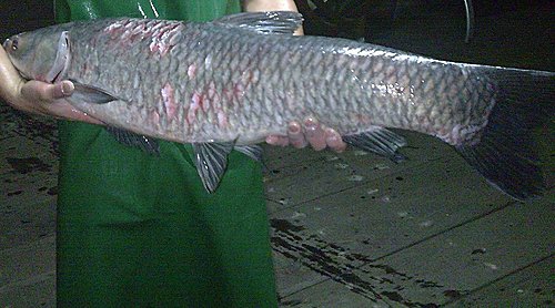 回想做魚的一生