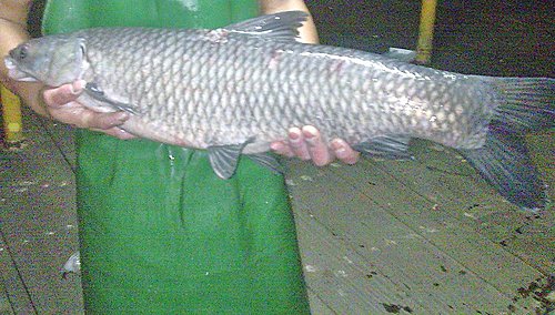 回想做魚的一生