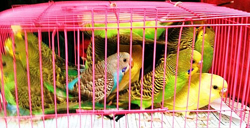 自由自在的深意