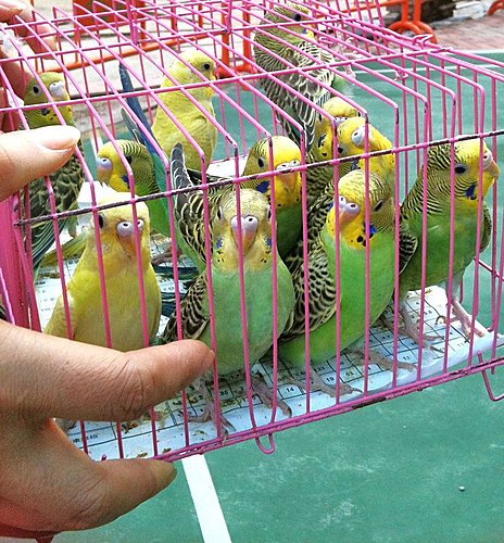 自由自在的深意