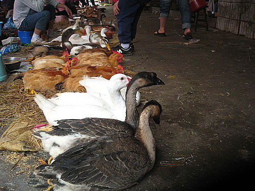 閒中立品無人覺