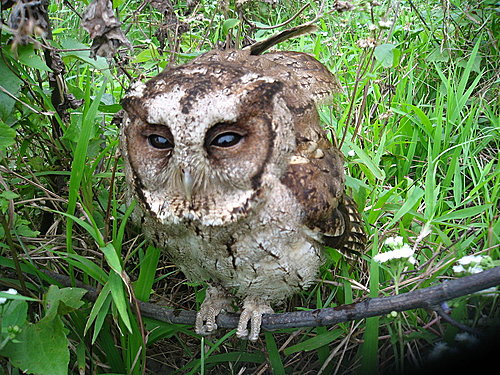 閒中立品無人覺