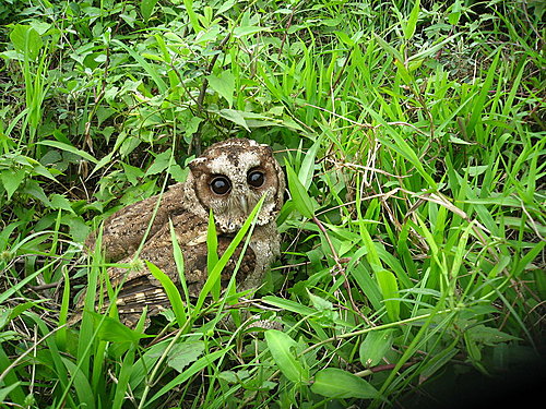 閒中立品無人覺