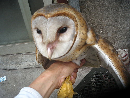 閒中立品無人覺