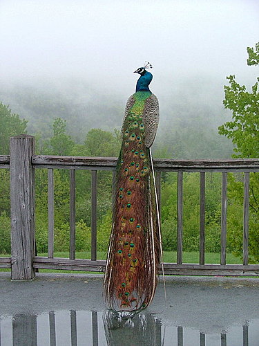 大孔雀佛母傳主題曲－遁世紅塵