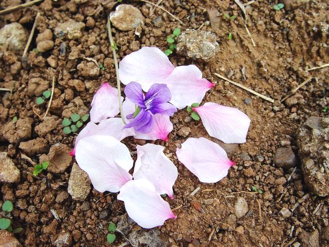 [转载]瓶中楊柳樹，變作喚魂幡！