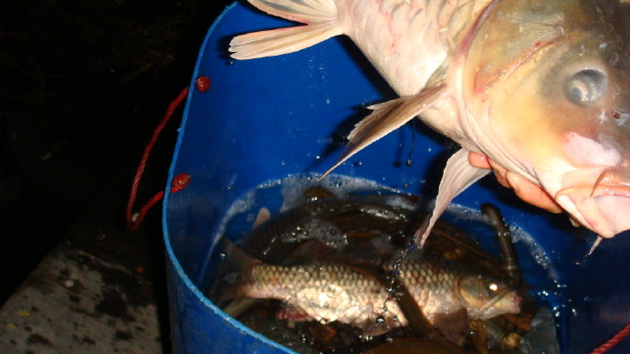 那光音注入我生命-從放生中找到人生的真意義