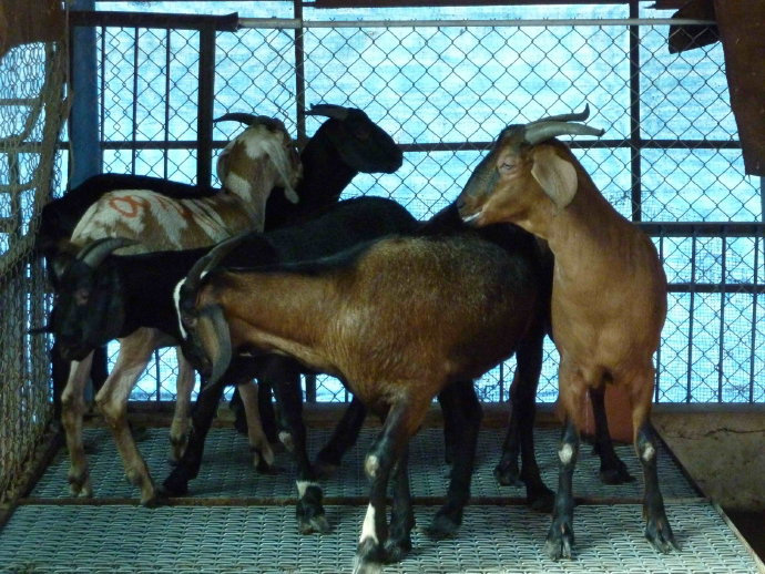 台南護生園放咩咩