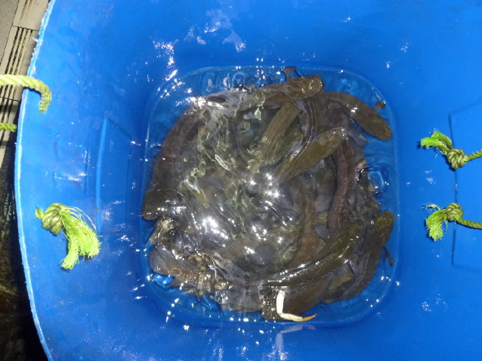 見小紅魚尚餘睡態　卻為誰贖債還金