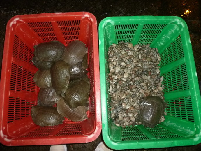 小魚仙　惹人憐　祝福他生飛奔快樂天