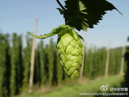 素食啤酒黑麦汁