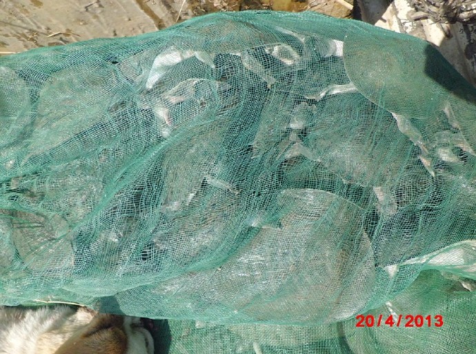 善心莲心联合辽宁大悲寺举行大型放生