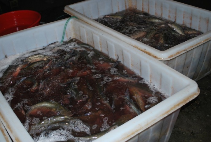 善心莲心联合浙江多宝讲寺举行大型放生