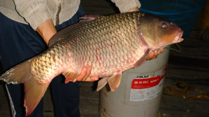 那光音注入我生命-從放生中找到人生的真意義