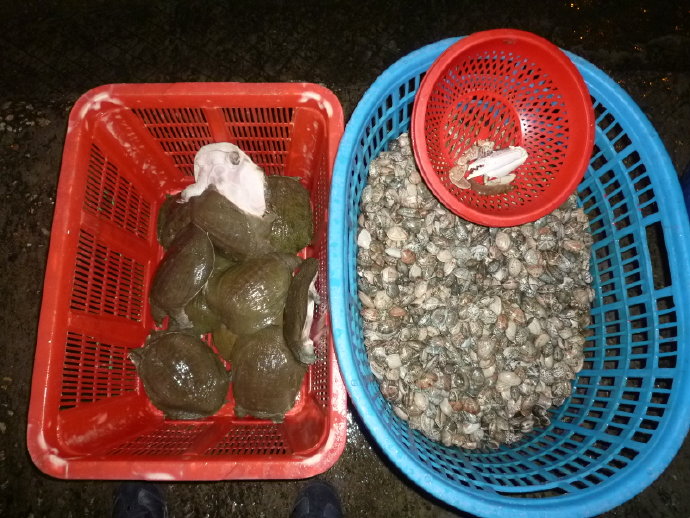 小魚仙　惹人憐　祝福他生飛奔快樂天