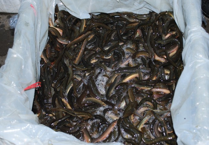 善心莲心联合浙江多宝讲寺举行大型放生