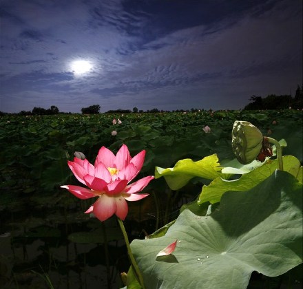 梵台走脫丹山鳳