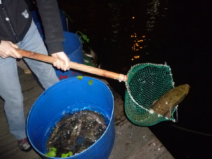 很多人仍然不相信我的話－放生可以成佛