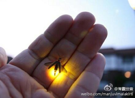 萤火虫是地狱余报
