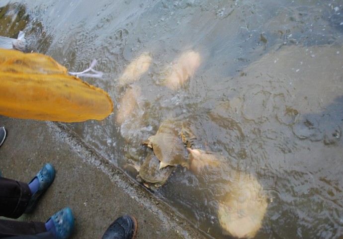 善心莲心联合浙江多宝讲寺举行大型放生