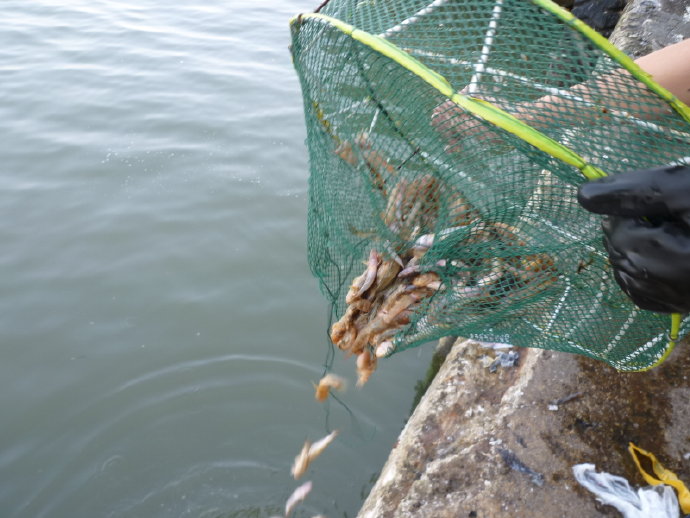 很多人仍然不相信我的話－放生可以成佛