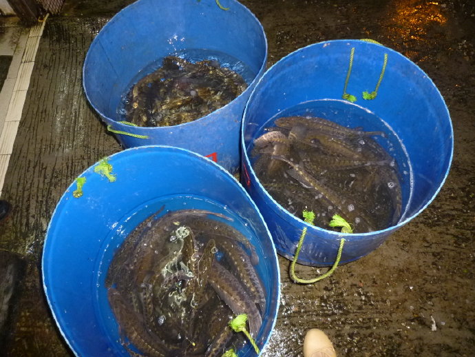 很多人仍然不相信我的話－放生可以成佛