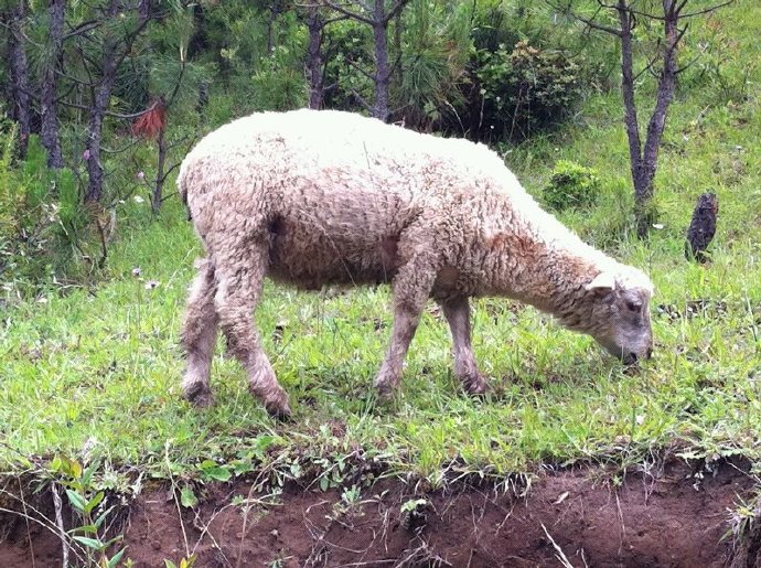 善心蓮心雲南大型助學之旅(一)