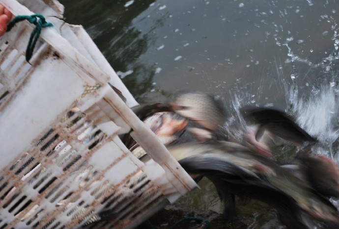 善心莲心联合浙江多宝讲寺举行大型放生