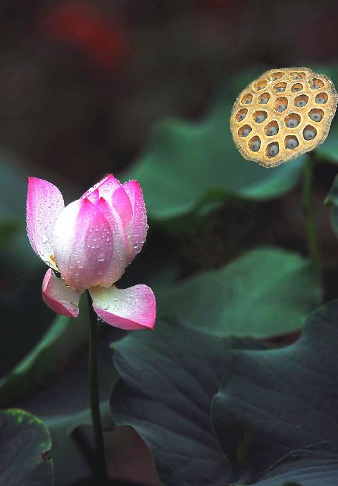 從今要消去萬重罪