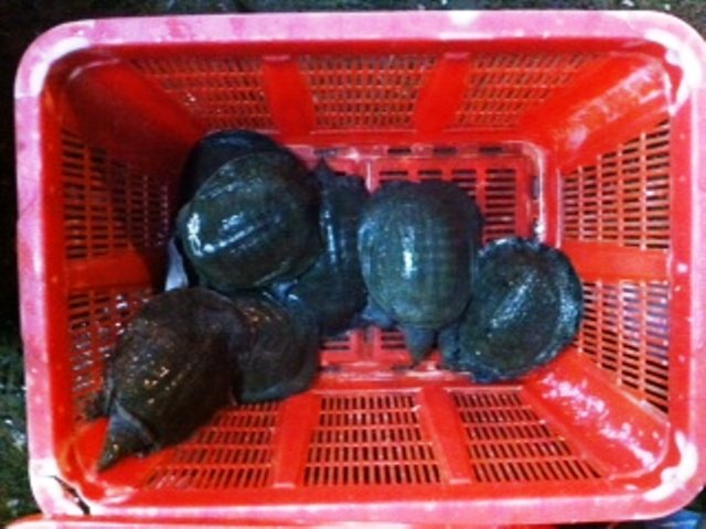 觀世音菩薩在雲頭上也流下慈悲的眼淚！