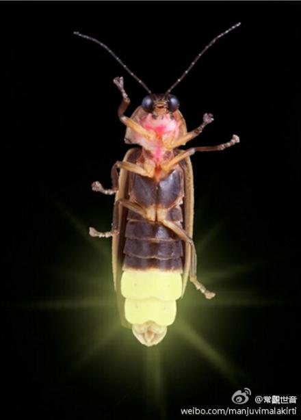 萤火虫是地狱余报