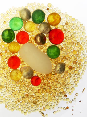 釋迦如來舍利之神變奧妙