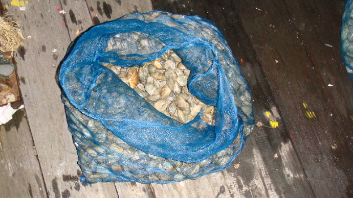 那光音注入我生命-從放生中找到人生的真意義